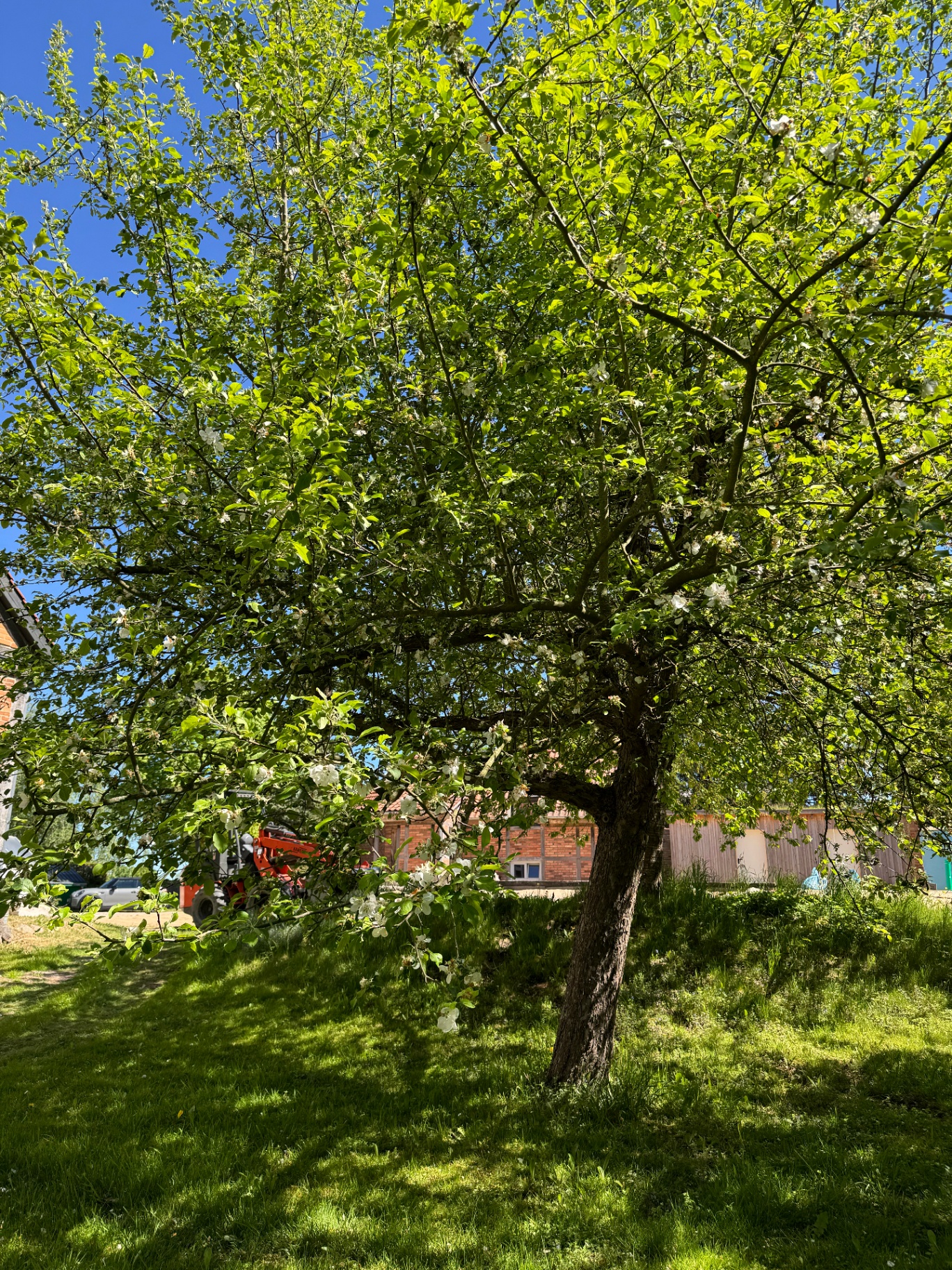 Blühender Obstbaum auf dem Grundstück des Forsthofs